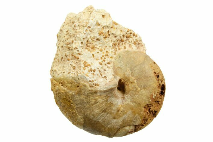 Jurassic Nautilus (Cenoceras) Fossil - Évrecy, France #367736
